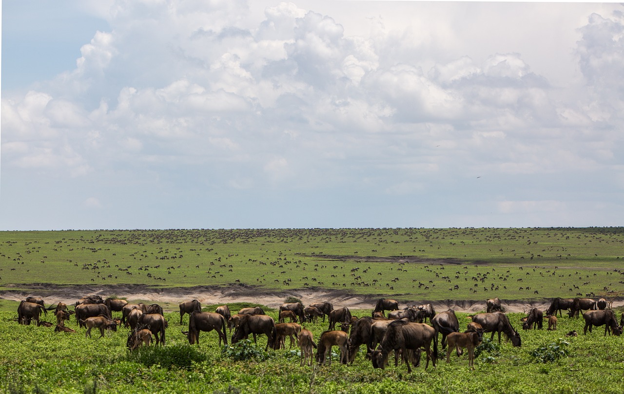 background image for - 2-Day Tanzania Sharing Safari Tour