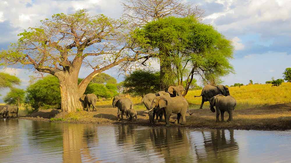 background image for - 3 Days Tanzania Group Joining Safari