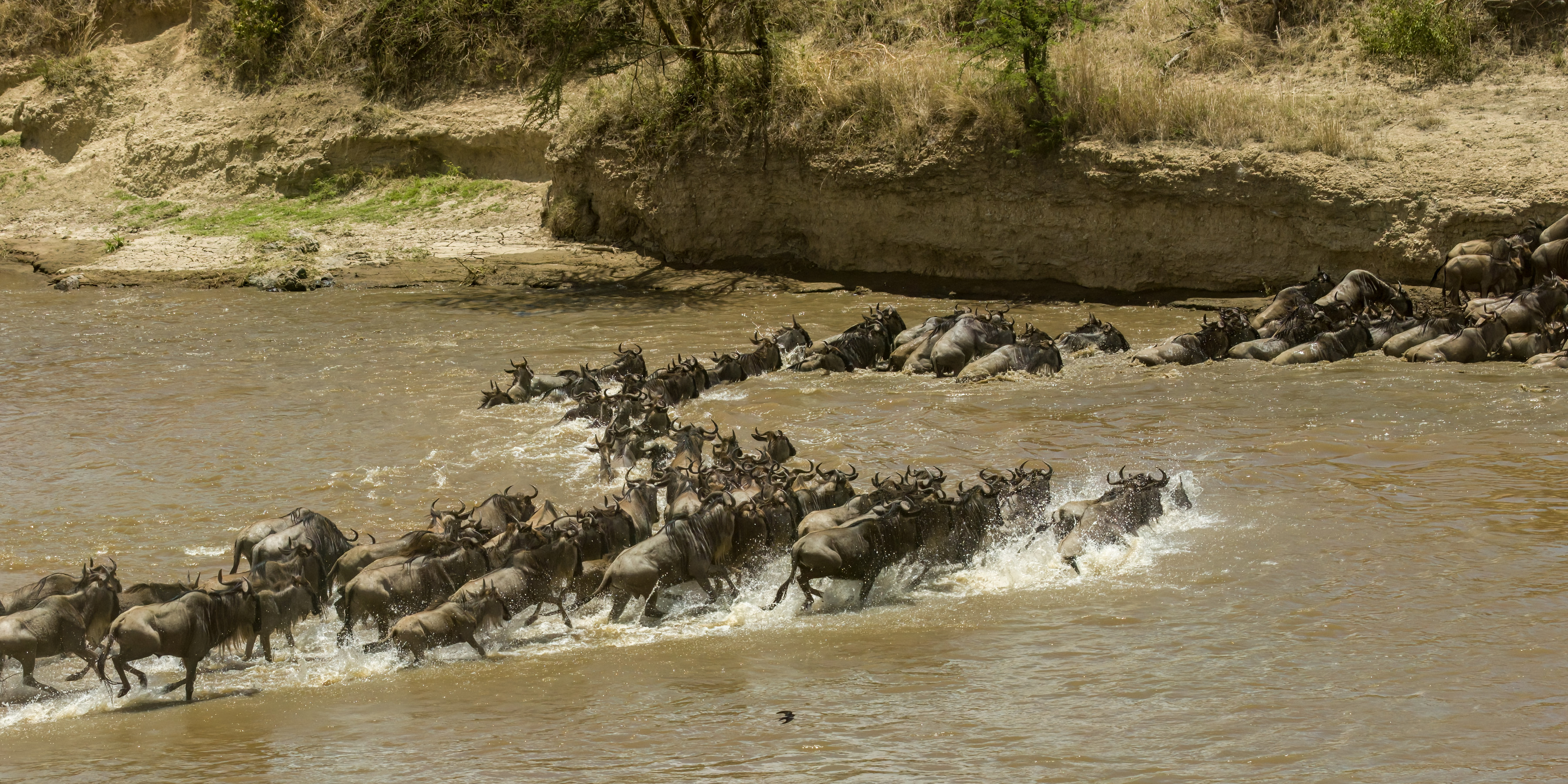 background image for - Glamping 8-Day Serengeti Migration Safari