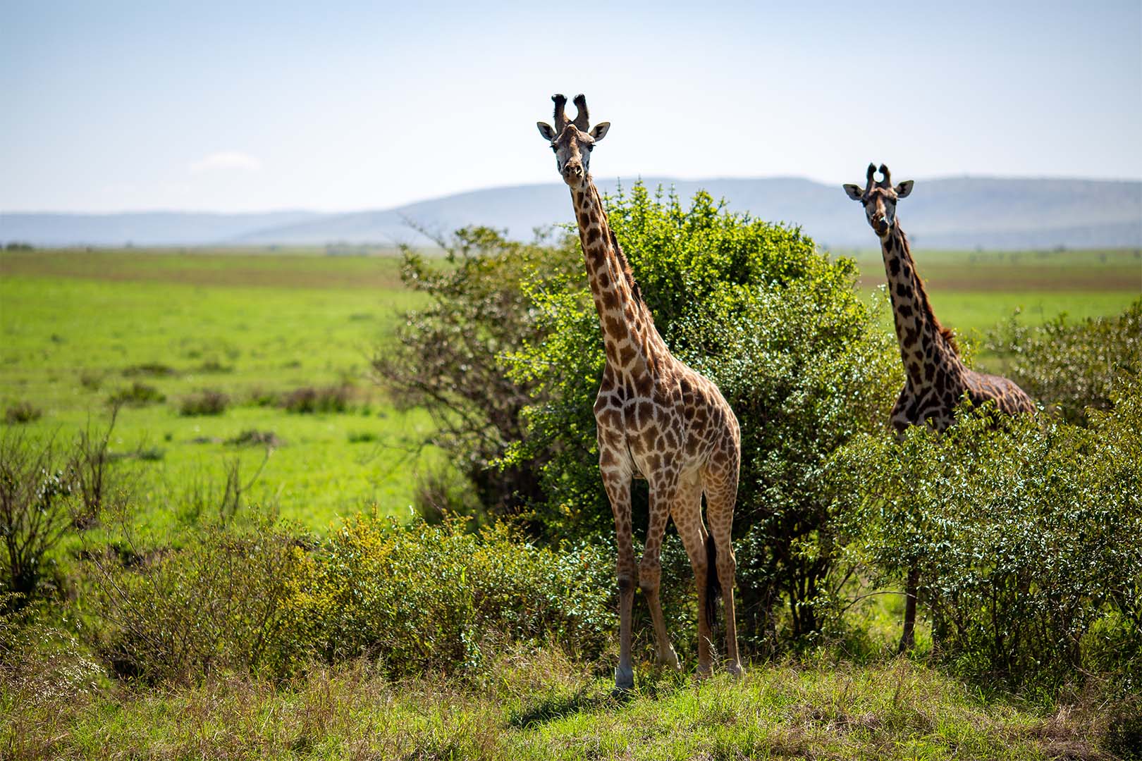 Image number 2 for 4 Days Camping Safari In Northern Zone