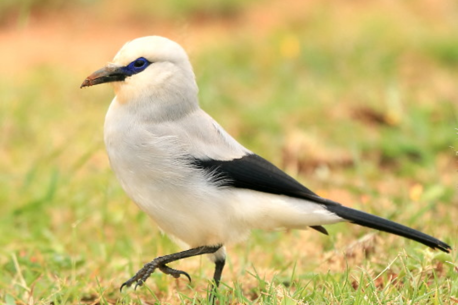 Image number 9 for 11-Day Ethiopia Birdwatching Adventure & Photograph Tour