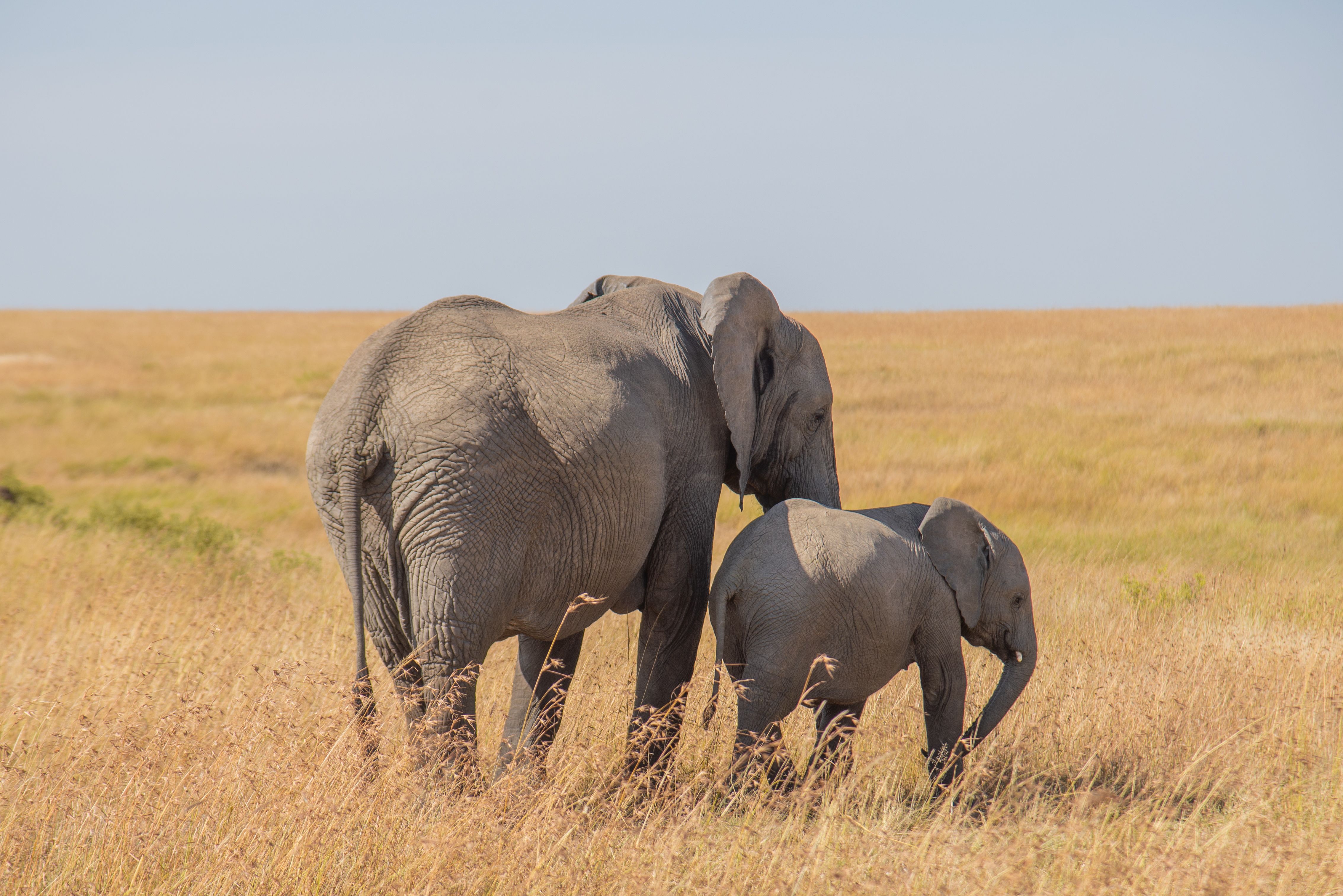 Image number 2 for 4days Midrange Northern Zone Safari
