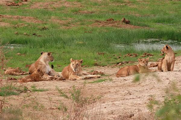 Image number 5 for Mid-range Wildlife Safari 