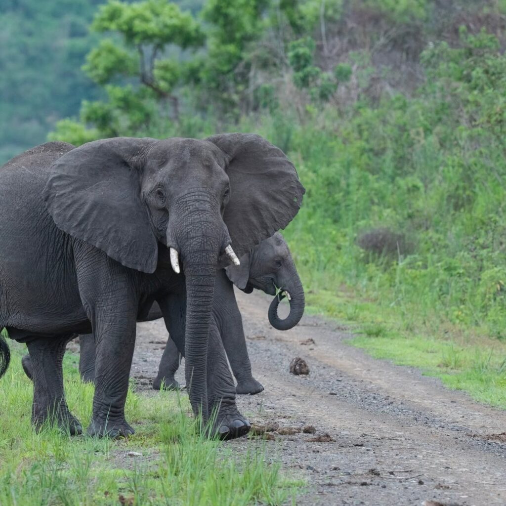 background image for - Ethiopia Wildlife Safari | Chebera Churchura Tour