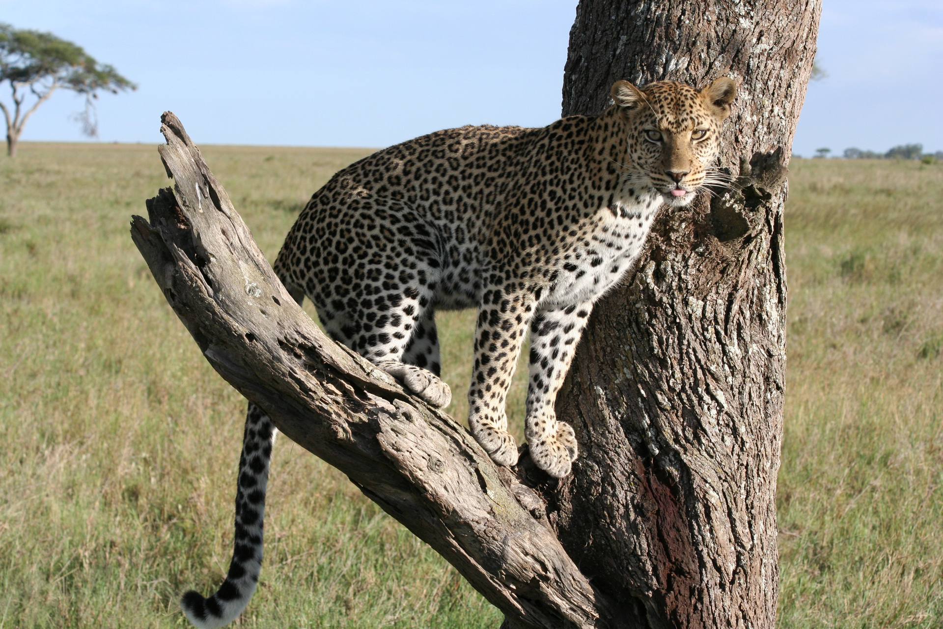 Image number 4 for Day Mikumi National Park Safari By Train From Dar Es Salaam