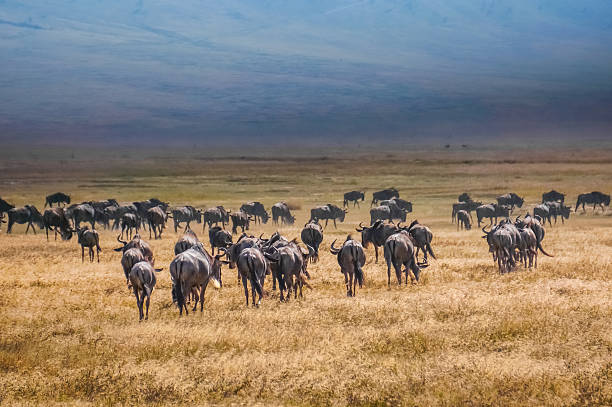 background image for - Best 8-Day Serengeti Classic Safari