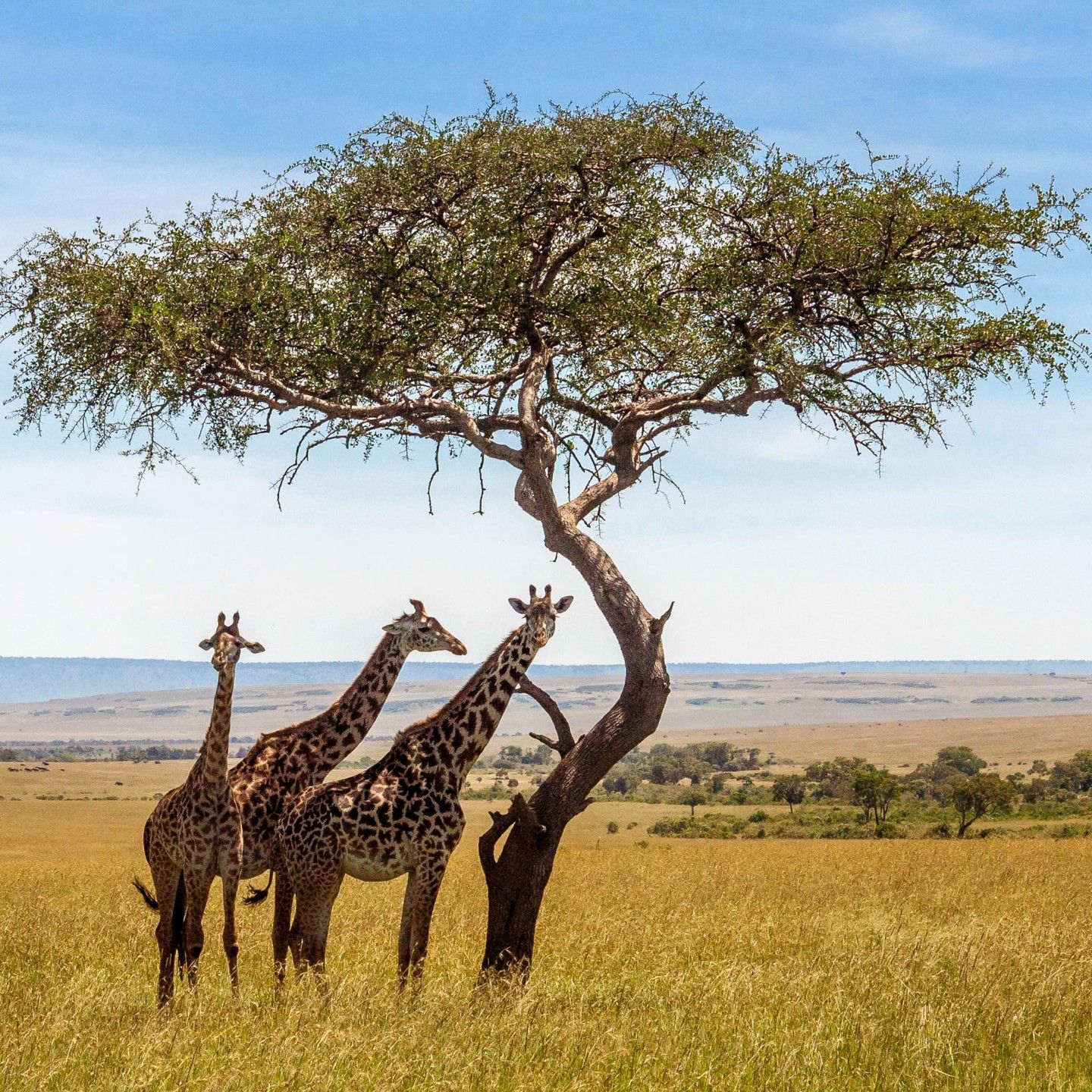 Image number 1 for The Top Safari Experience Zanzibar-nyerere Np