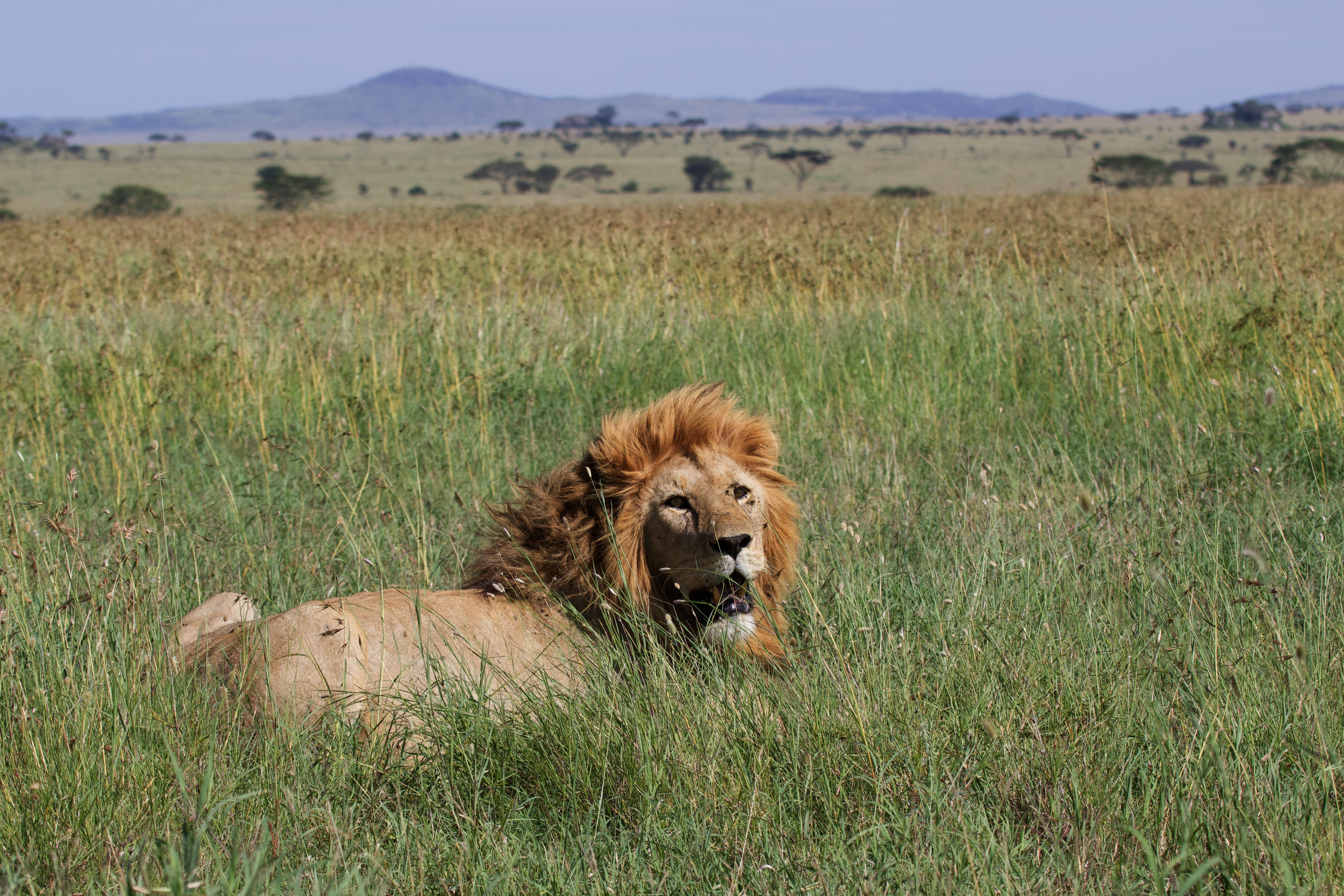 background image for - 1 Day Trip To Ngorongoro National 