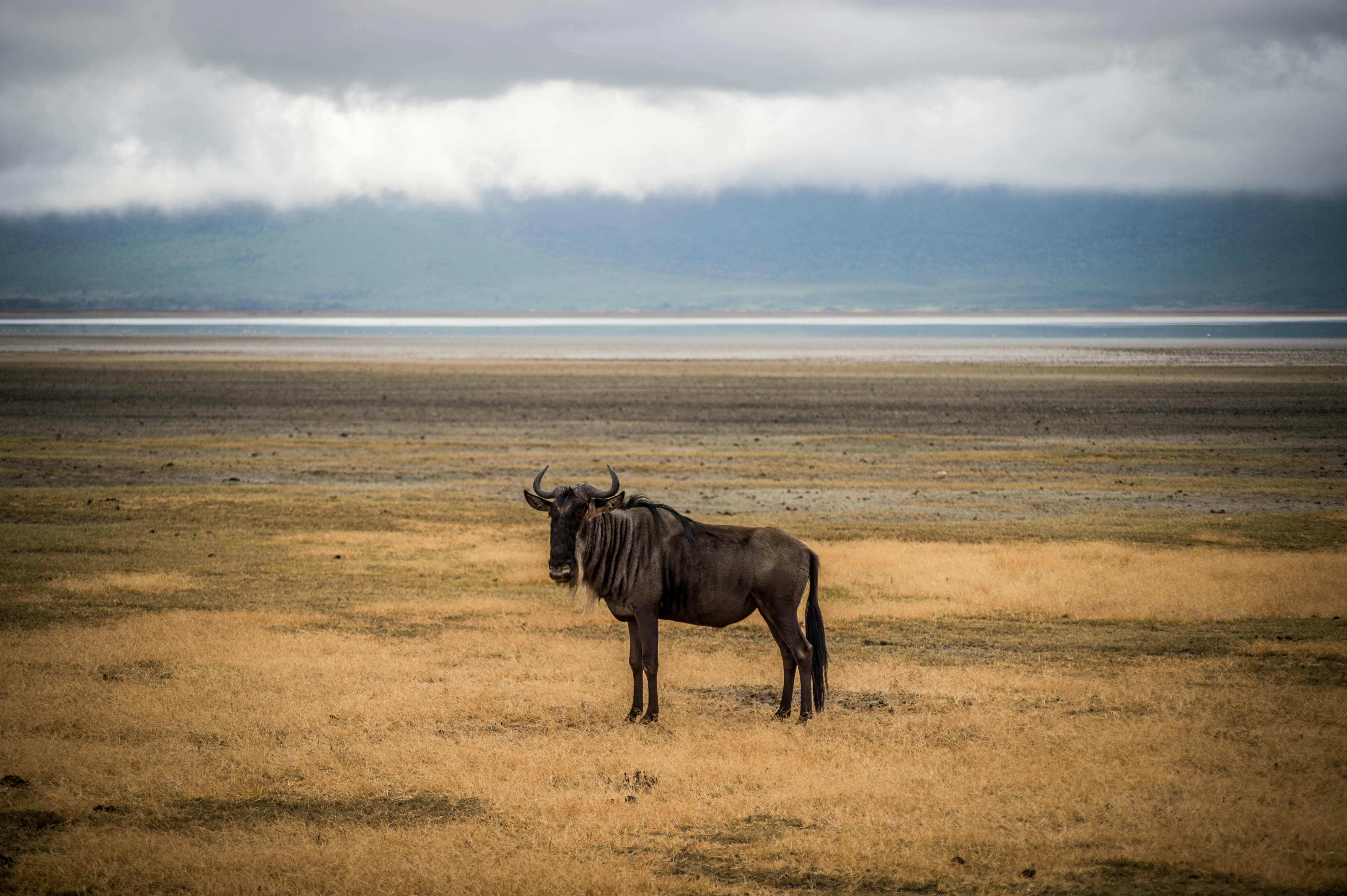 Image number 1 for 3 Day: Express Safari 