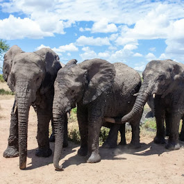 background image for - Arusha N.p & Ngorongoro Crater