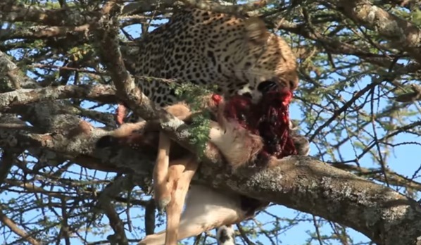 background image for - 2_days_best Tarangire, Ngorongoro & Manyara Trip_safari 