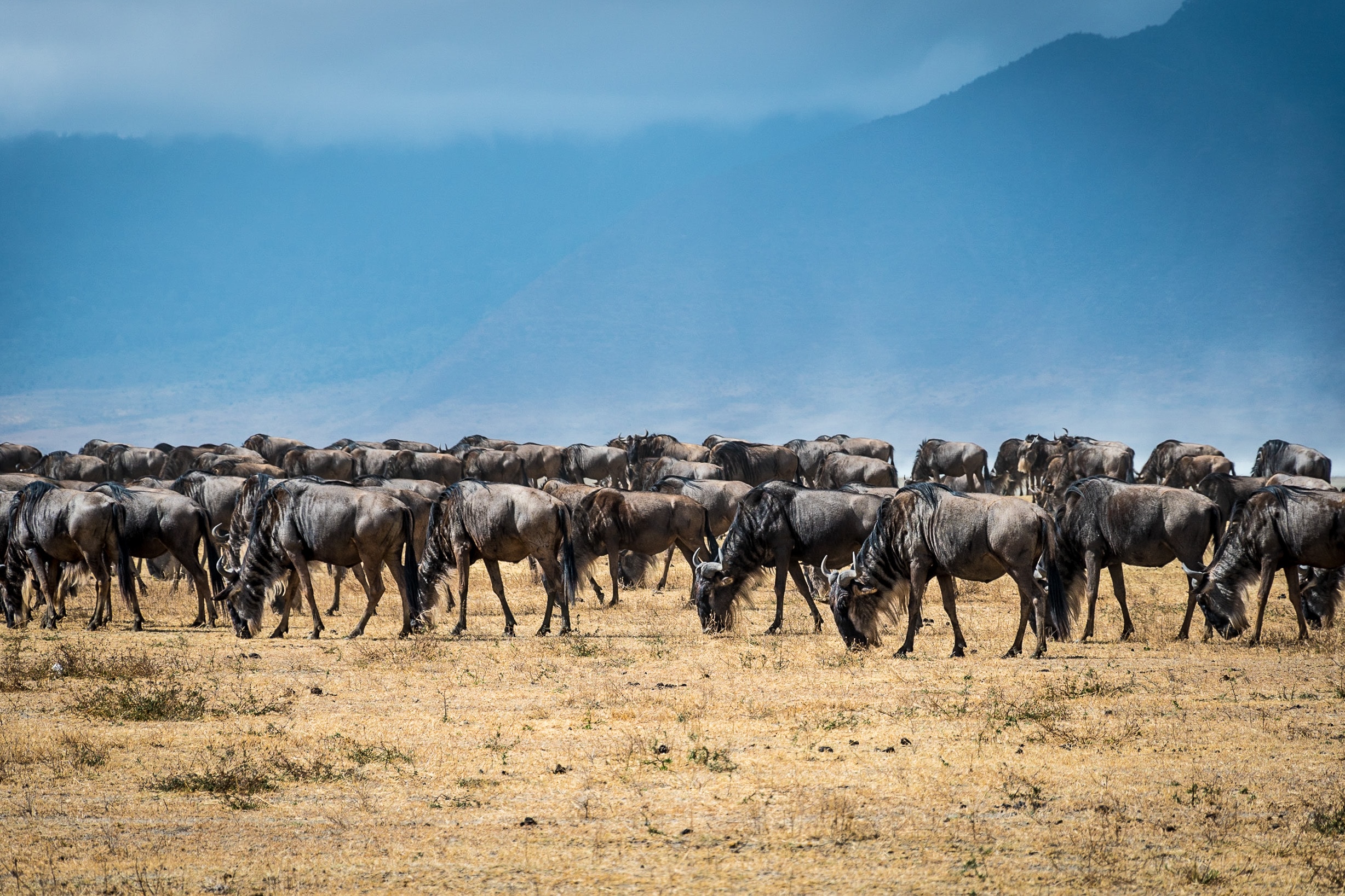 background image for - 4 Days Tanzania Serengeti Migration  
