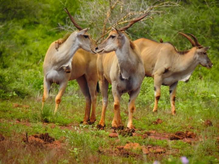 background image for - Wild Kenya:ol Pejeta,nakuru & Masai Mara In 6 Days
