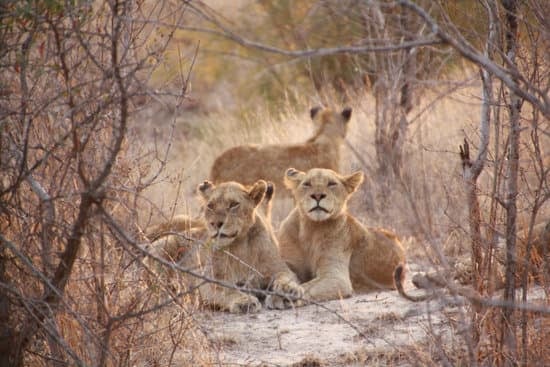 Image number 3 for 6 Day Of Exploring The Wilderness In Tanzania