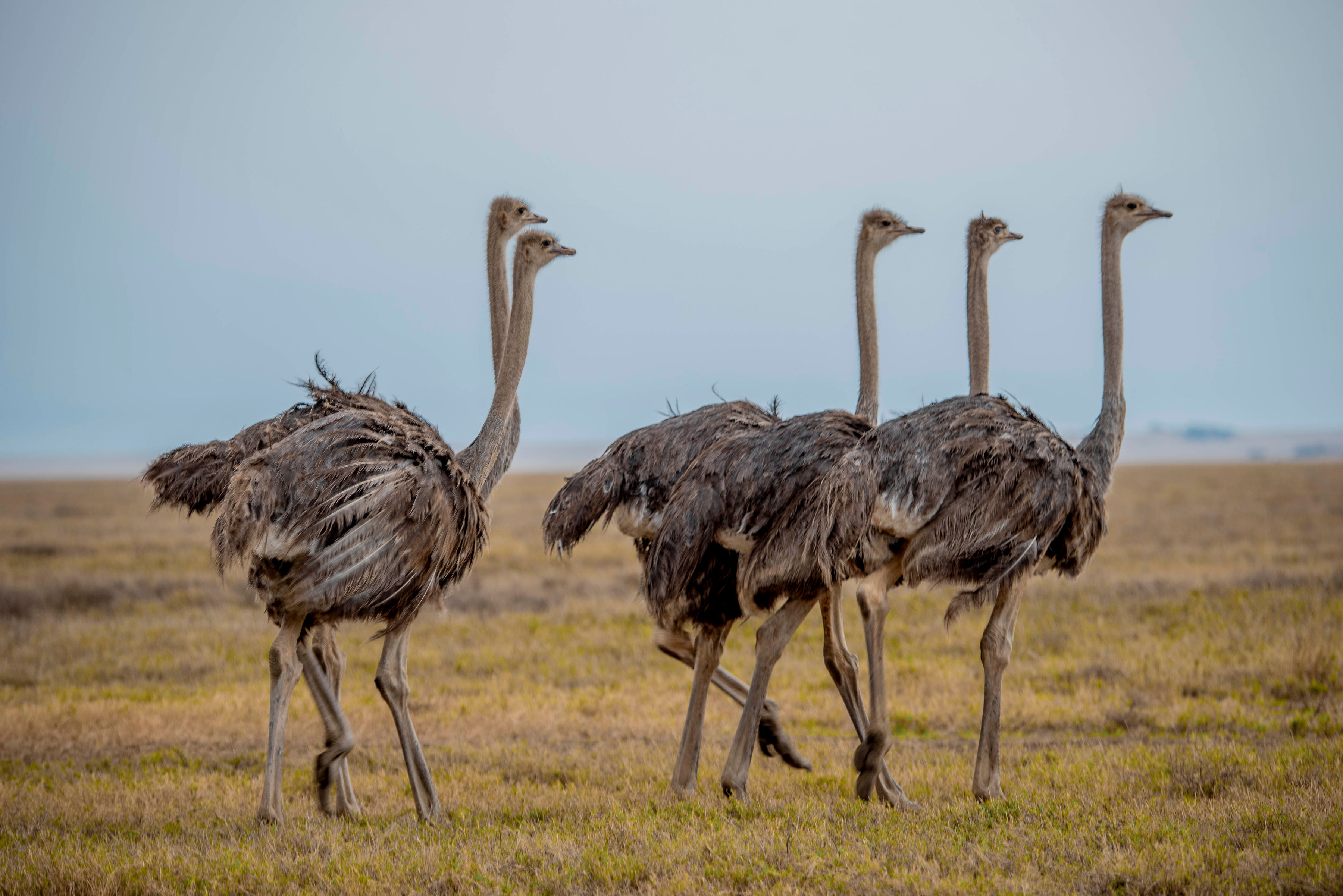 Image number 3 for Exclusive Luxury Safari