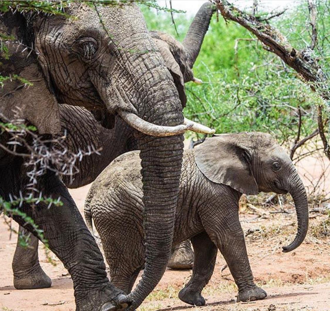 background image for - 3 Days 2nights  Fly In Zanzibar Tarangire, Manyara & Ngorongoro Crater