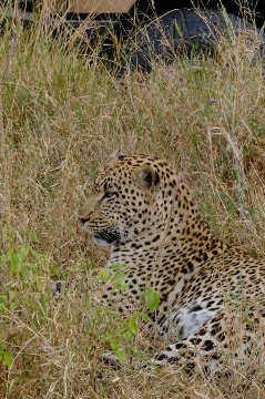 Image number 2 for Jewels Of Tanzania - Mid-range