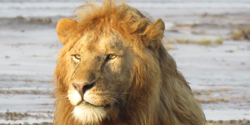 background image for -  Serengeti Safari From Arusha