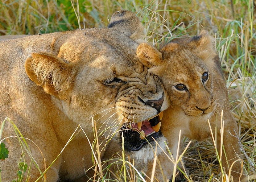 Image number 1 for Serengeti Photographic Safari