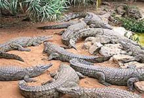 background image for - Best 1-Day Mamba Village Crocodile Farm