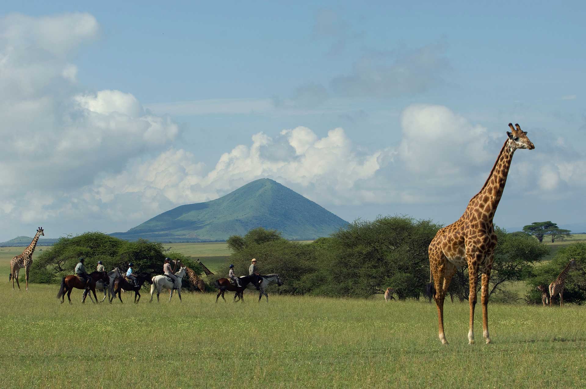 background image for - Best 2-Day Tanzania Safari
