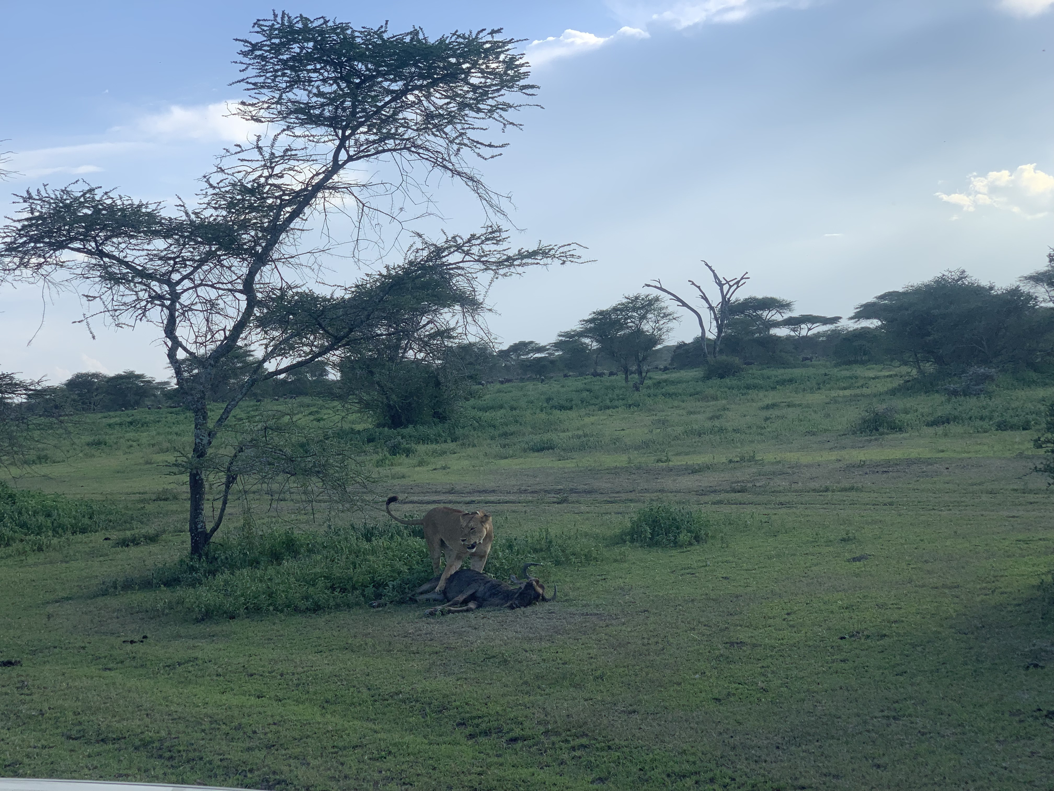 background image for - 5 Days Tanzania Camping Safari Tour – Group Join