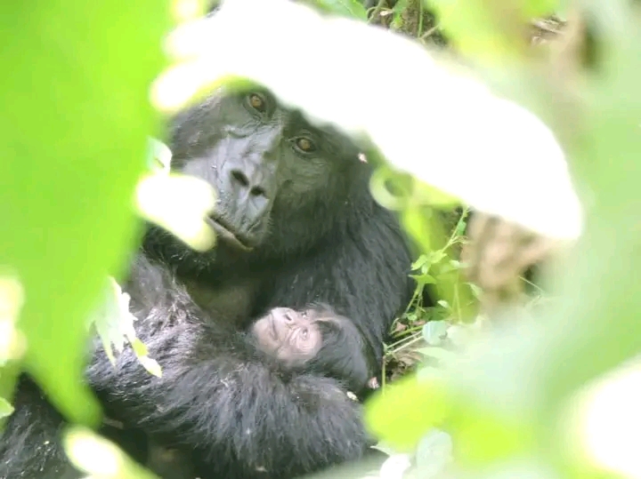 background image for -  3 Days Uganda Gorilla Trekking Tour