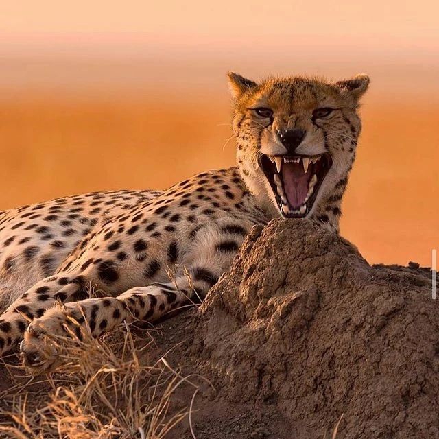 Image number 3 for 2 Days Tanzania Camping Safari