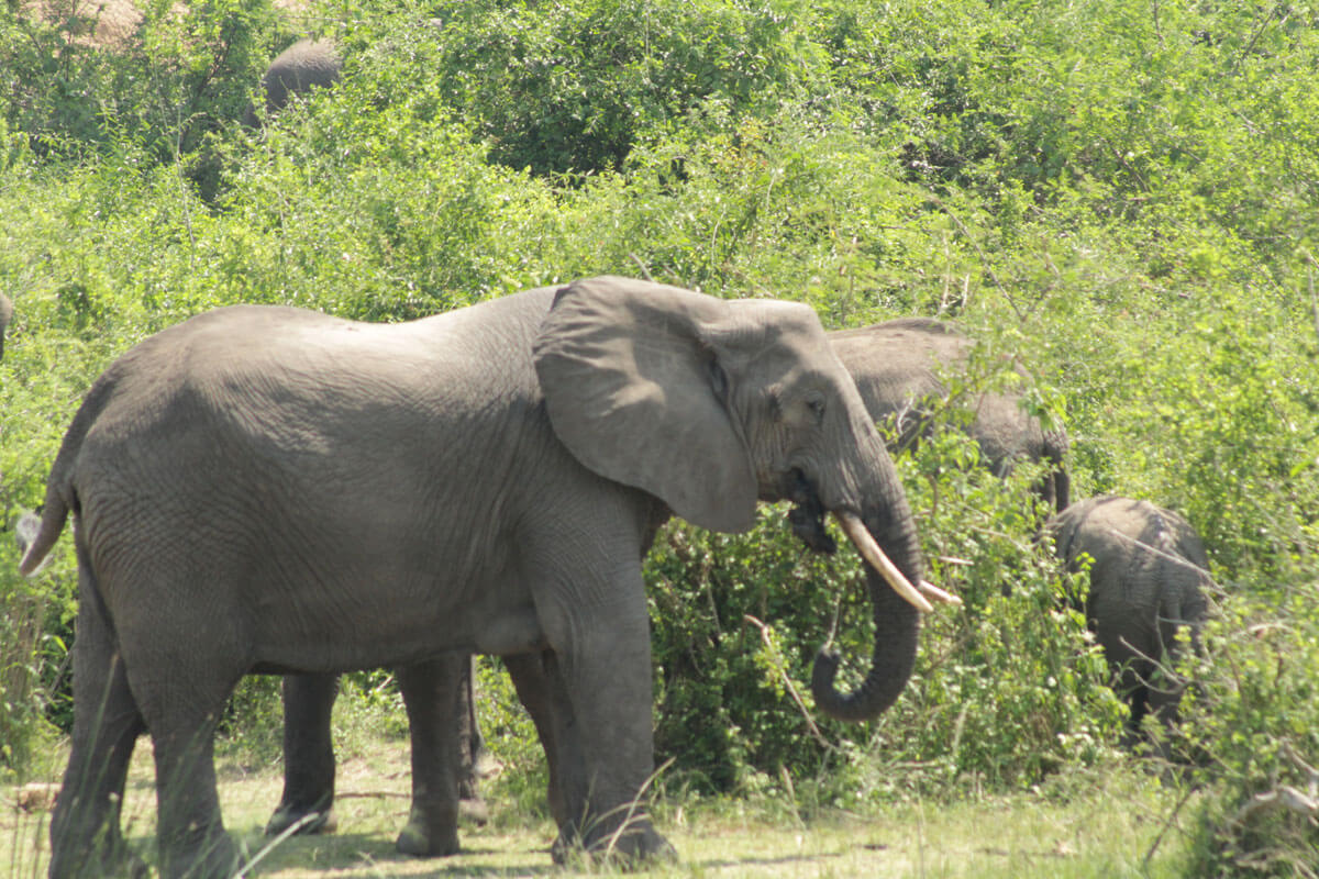 background image for - Kilimanjaro Day Hike And Tarangire Tour