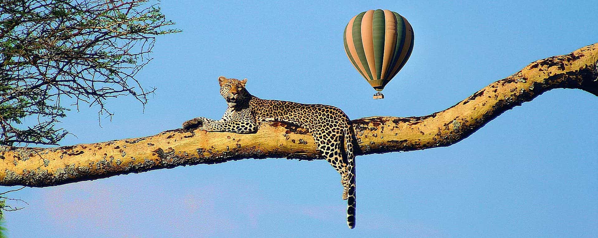 Image number 7 for Hot Air Balloon Experience
