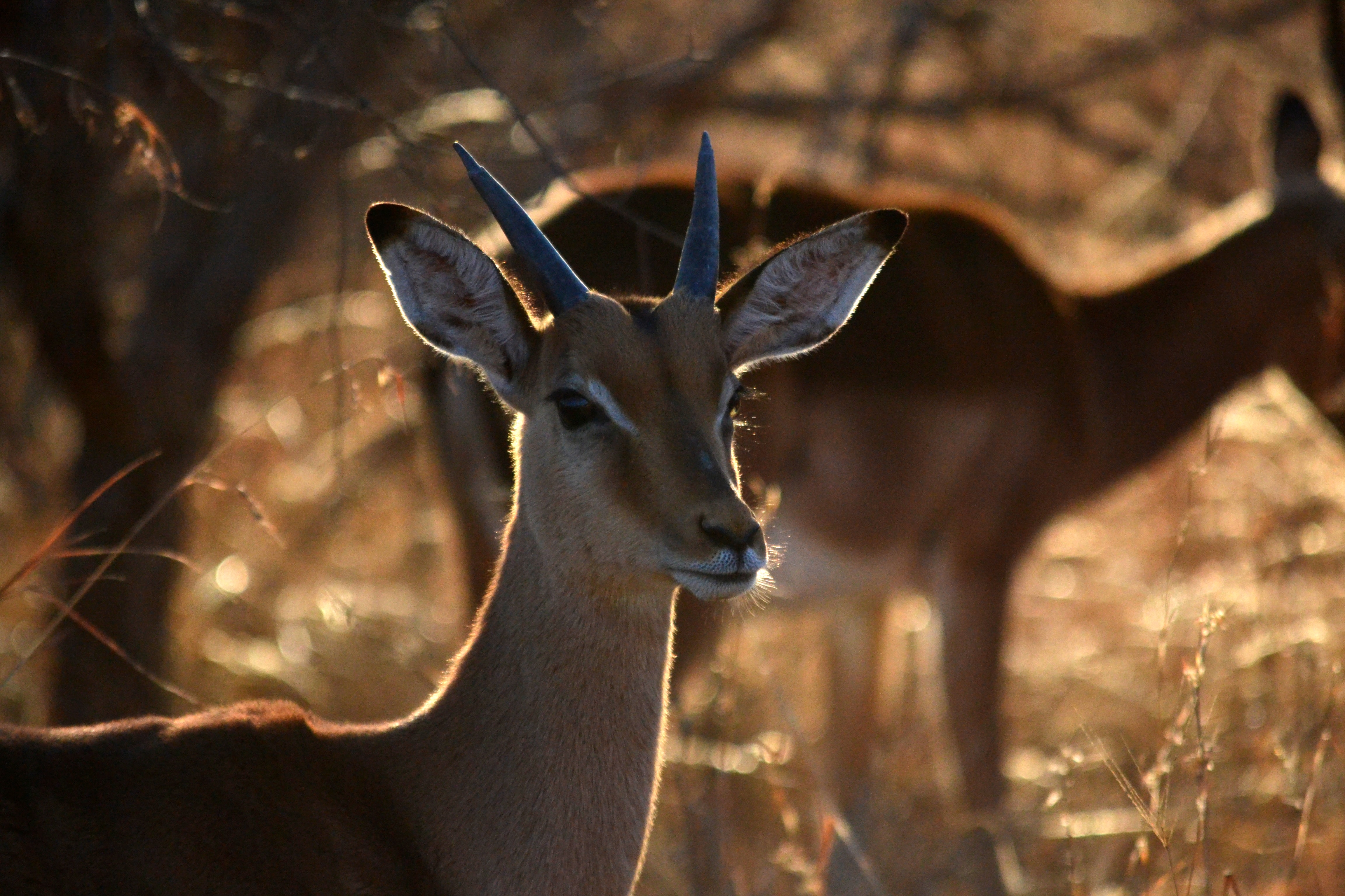 background image for - 6 Days Serengeti Migration 