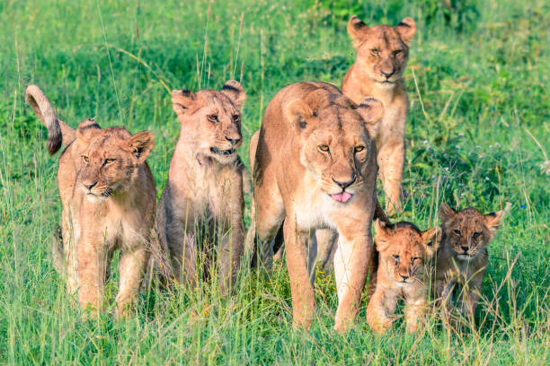 background image for - Best 9 Days Tanzania vacation safari