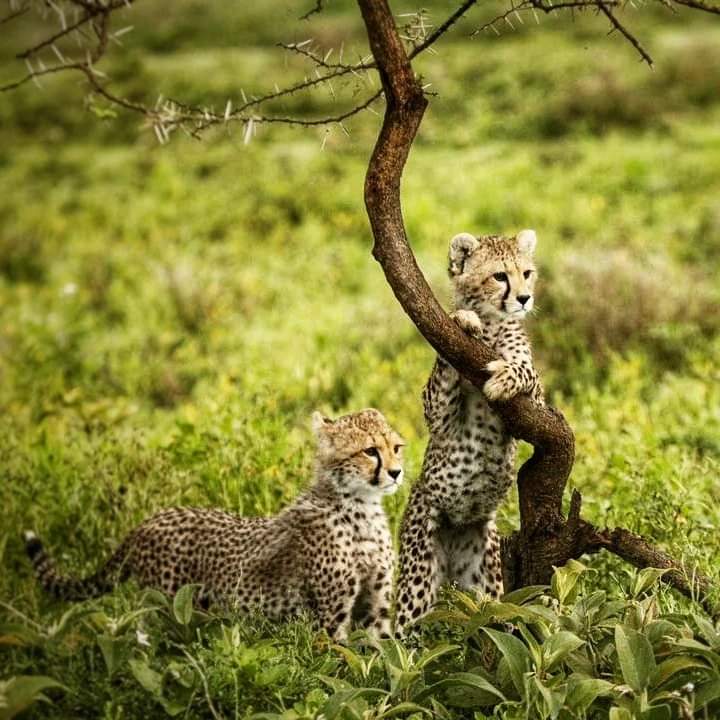 Image number 7 for 2 Day : Mikumi National Park From Dar-es-salaam