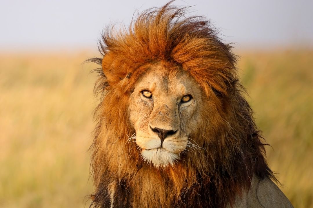 Image number 1 for 4 Day Tanzania Camping Safari