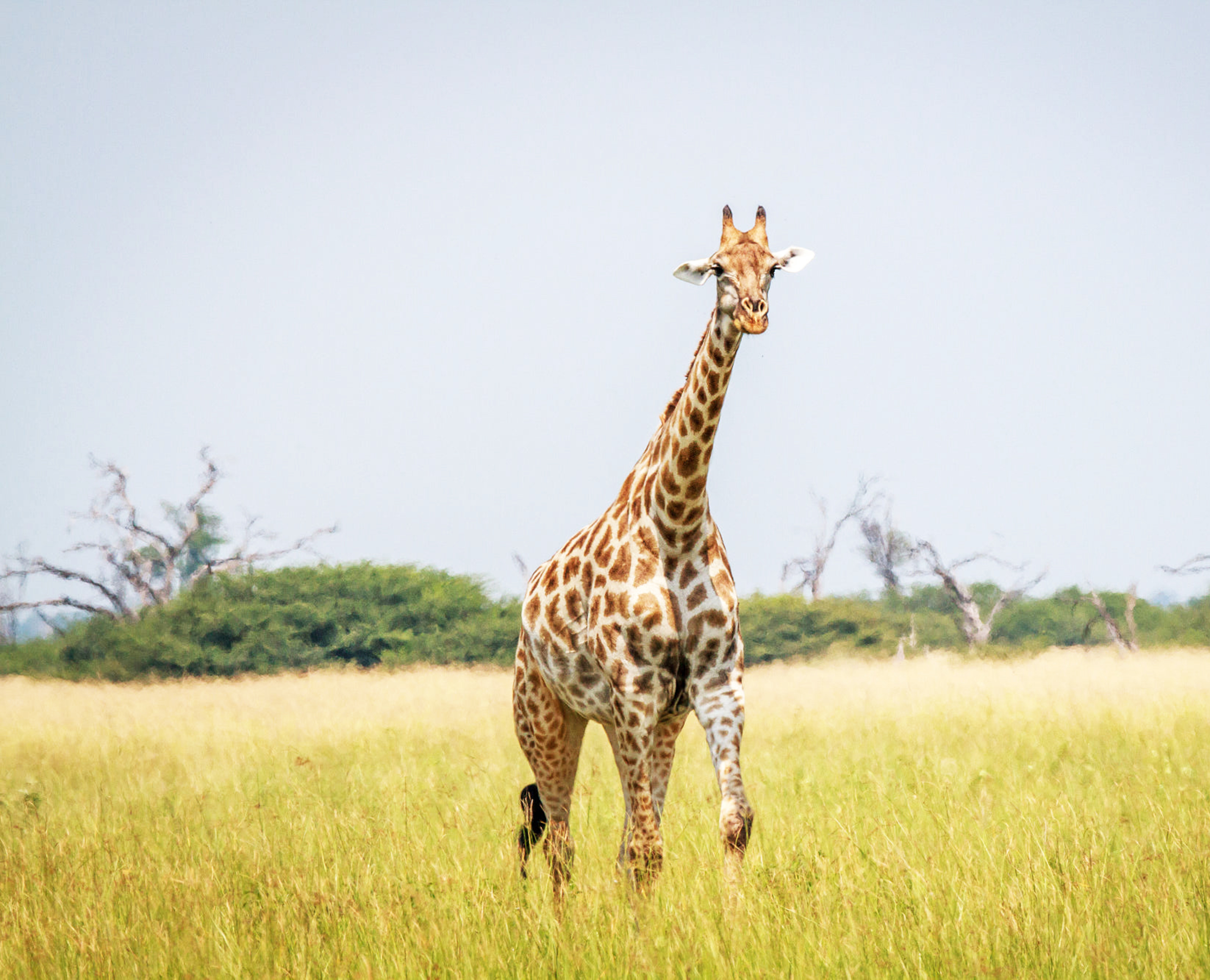 Image number 4 for 4days Midrange Northern Zone Safari