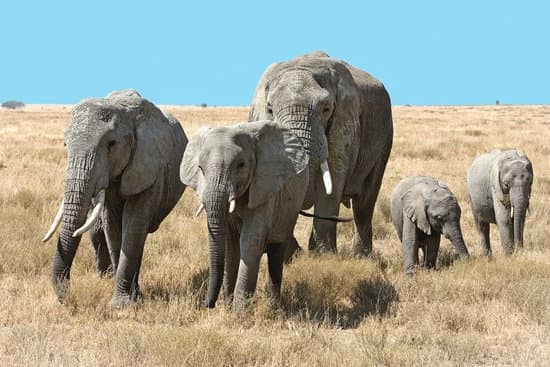 Image number 1 for 6 Day Of Exploring The Wilderness In Tanzania
