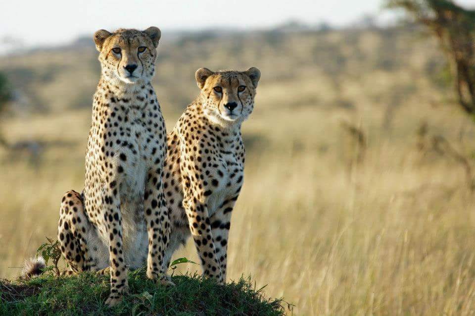 background image for - 4 Days Lodge Safari