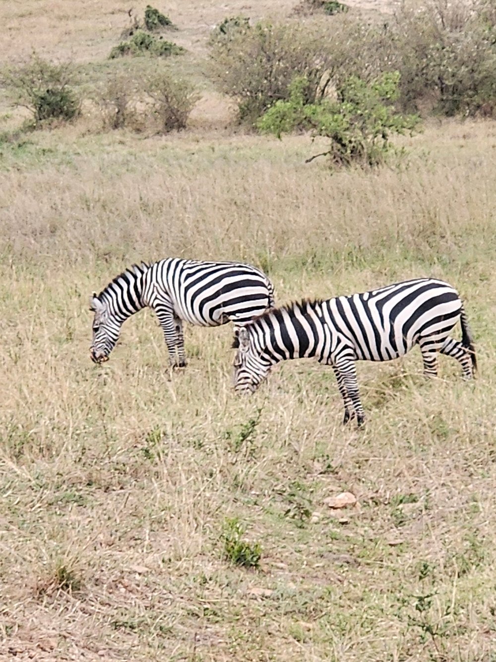 Image number 5 for  3 Days Masai Mara Big Five Safari