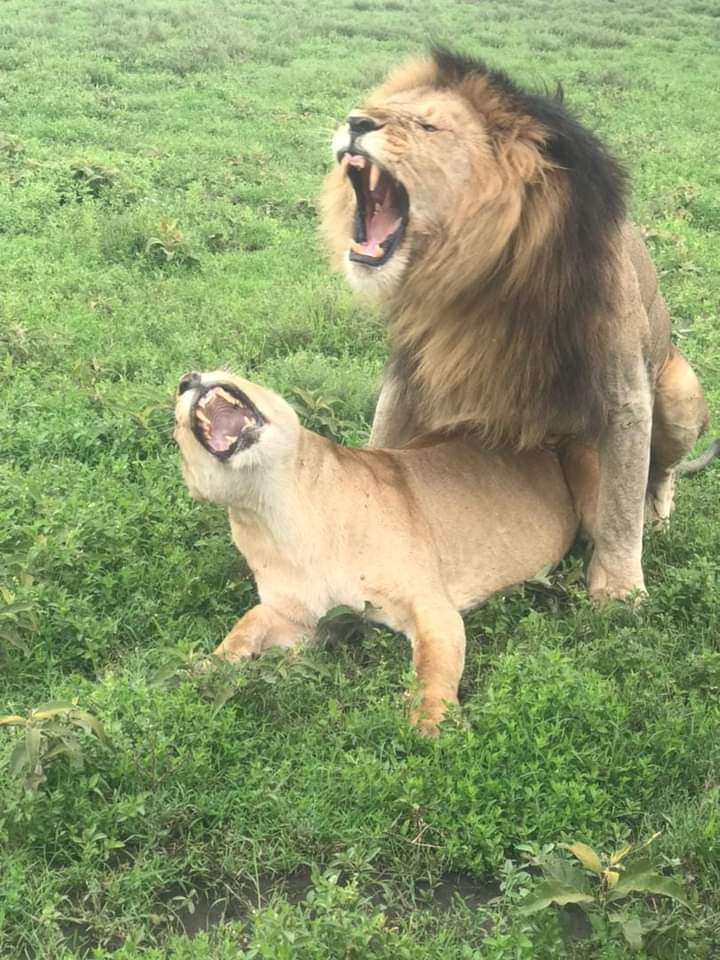 background image for - Camping Safari