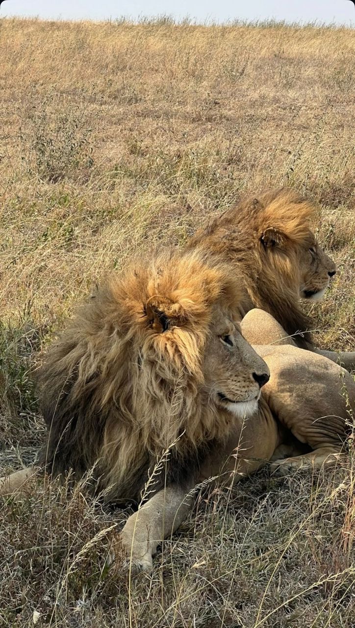 Image number 2 for 6-Day Best Honeymoon & Big Five Trip With Full Of Nature
