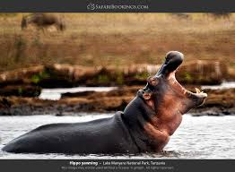 Image number 5 for Tarangire And Ngorongoro Crater