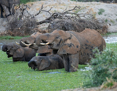 Image number 2 for 1-Day Tanzania Safari To Ngorongoro Adventure