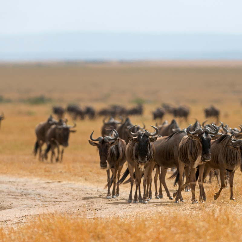 background image for -  Serengeti Wildebeest Migration Safari Experience