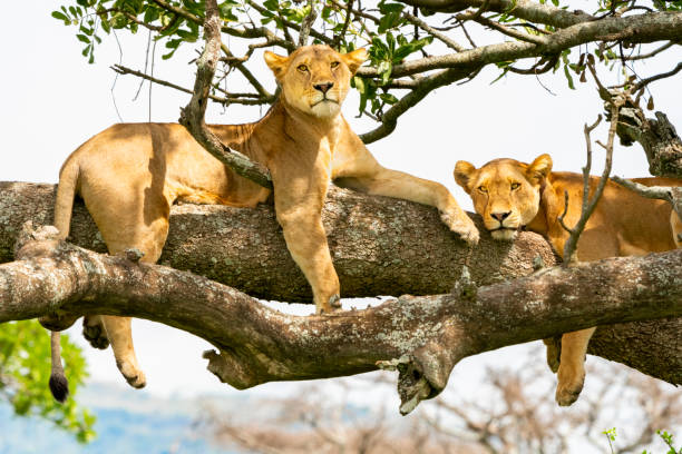 background image for - 4 Days Tanzania Safari Experience