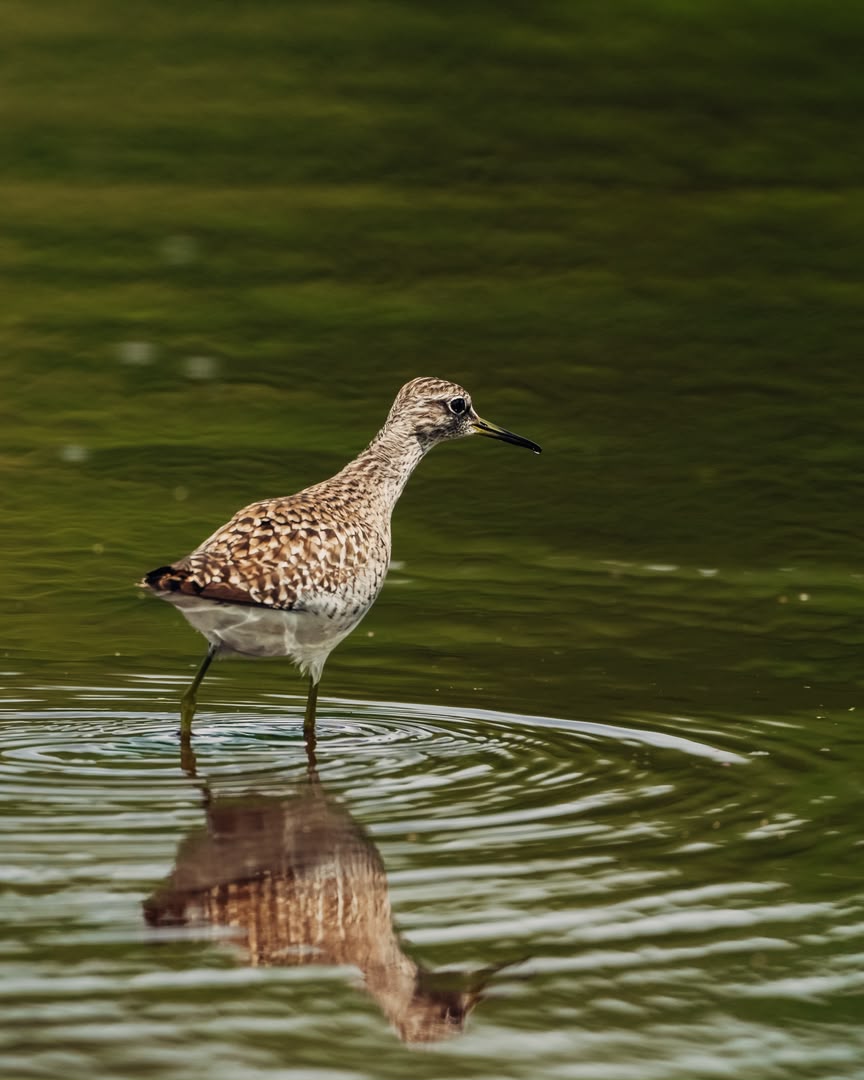 background image for - Group Tour Tarangire And Ngorongoro Mid Range