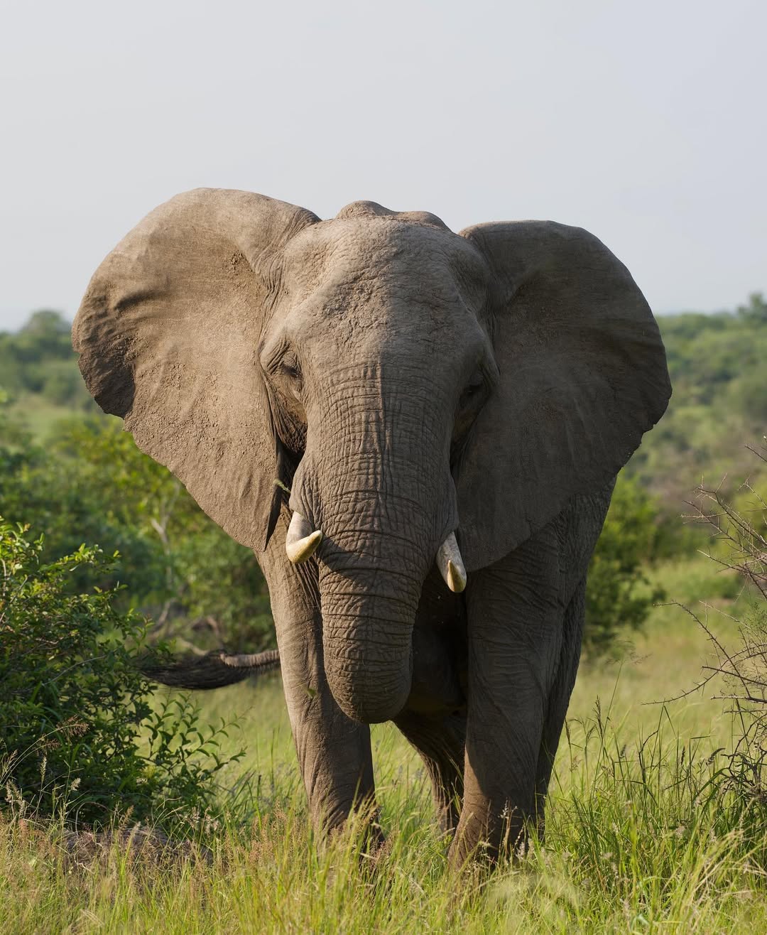 Image number 3 for Affordable Safari From Zanzibar-nyerere National Park