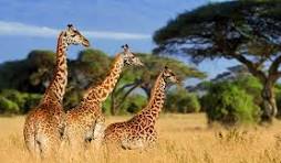 Image number 9 for Mount Kilimanjaro, Serengeti & Ngorongoro Adventure