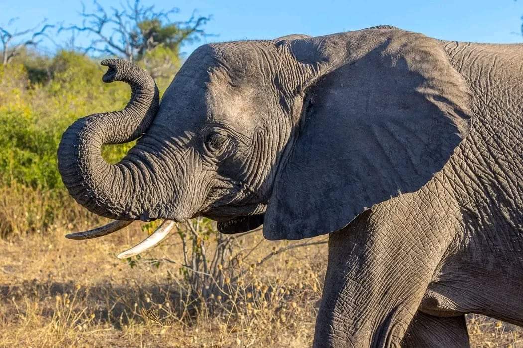 background image for - Day Trip : Ruaha National Park From Iringa