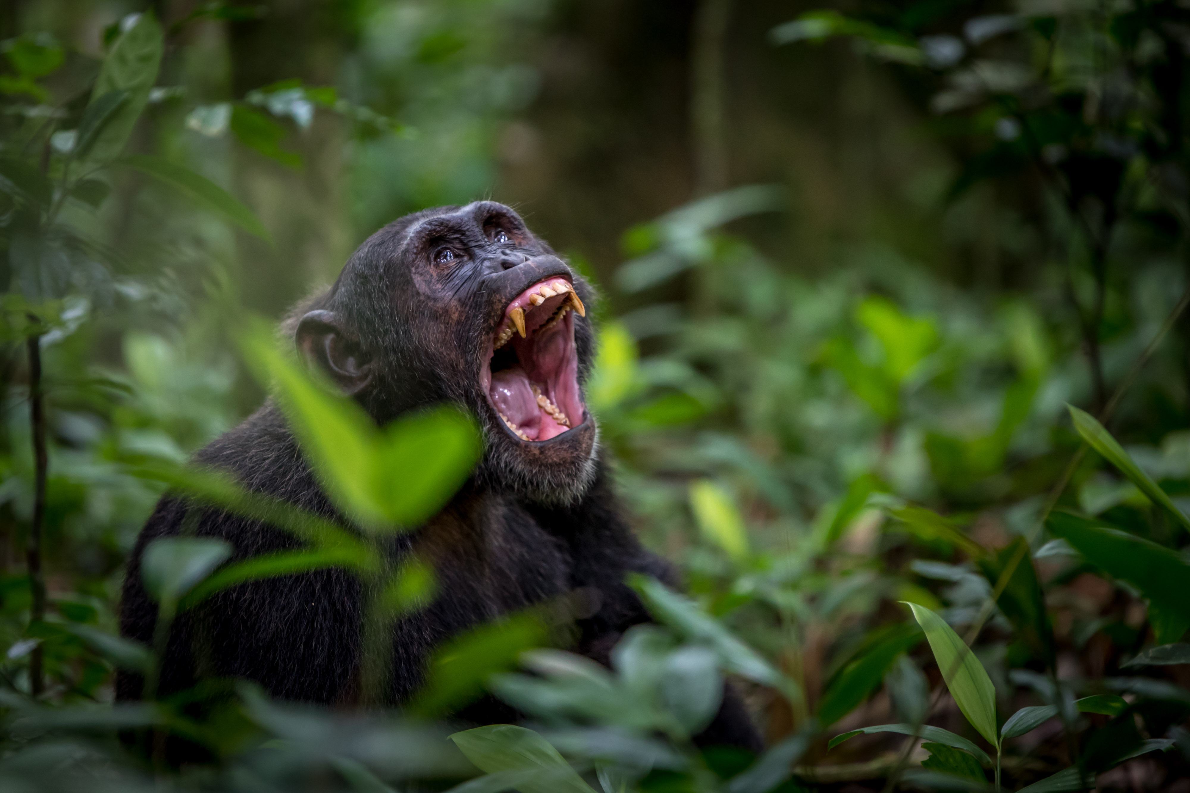 Image number 1 for 10-Day Uganda Luxury Gorilla & Chimpanzee Habituation Experience.