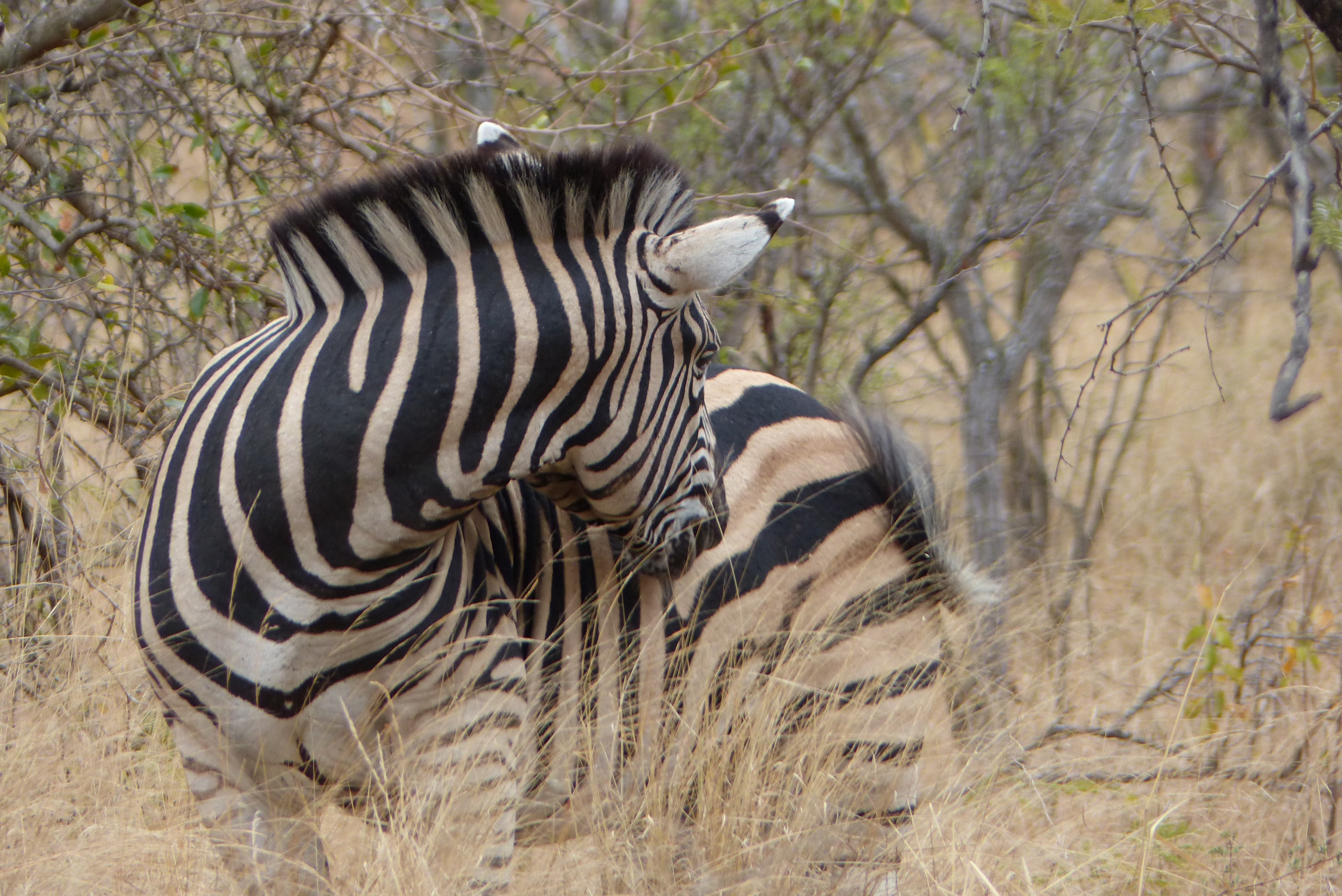 background image for -  6 Days  Migration Safari In Tanzania
